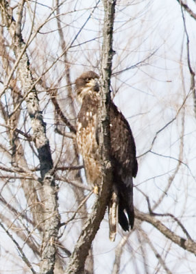 AMERICAN BALD EAGLE