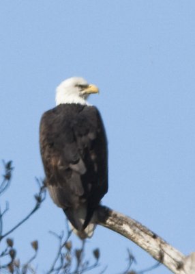 BALD EAGLE