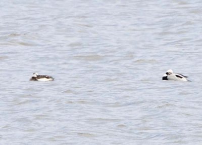 LONG-TAILED DUCK