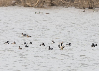 RING-NECKED DUCKS & NORTHERN PINTAILS