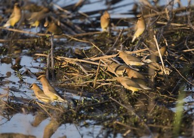 CEDAR WAXWINGS