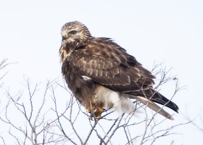 ROUGH-LEGGED HAWK