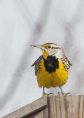 EASTERN MEADOWLARK