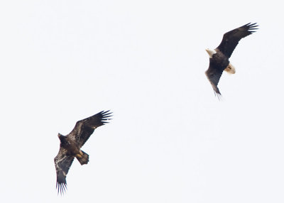 ADULT & IMMATURE BALD EAGLES HIGH ABOVE THE VIEWING AREA