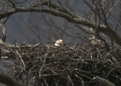 ADULT BALD EAGLE INCUBATING EGG(S) ON THE NEST
