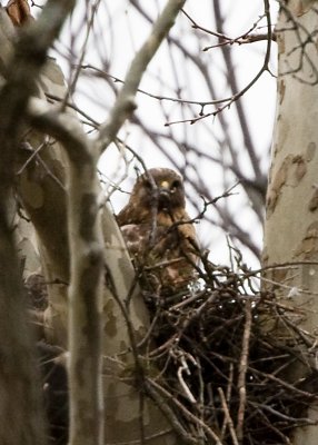 RED-SHOULDERED HAWK on the NEST at SPRING VALLEY WILDLIFE