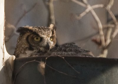 3/21 - GREAT HORNED OWL --TODAY WAS THE DUE DATE