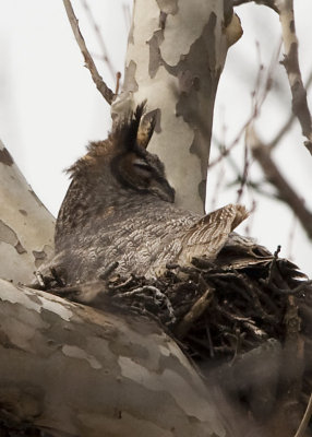 3/21 - GREAT HORNED OWL