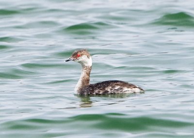 HORNED GREBE