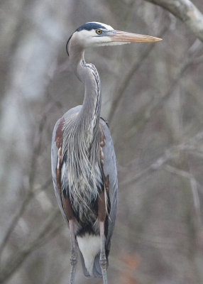 GREAT BLUE HERON AT THE NEST