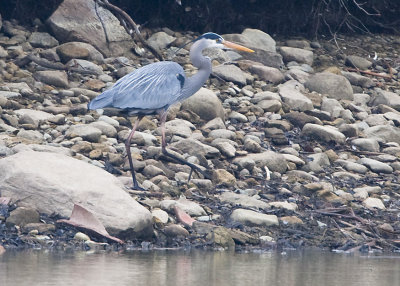 WHEN NOT ON THE NEST, HERONS FISH ALONG THE SHORES
