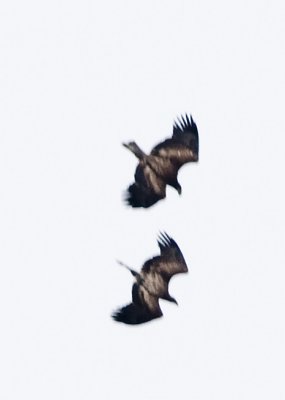 IMMATURE EAGLES PLAY ABOVE THE VIEWING AREA