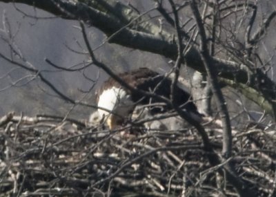 4/9 - 3 EAGLETS ON THE NEST