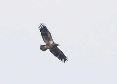 BALD EAGLE - IMMATURE