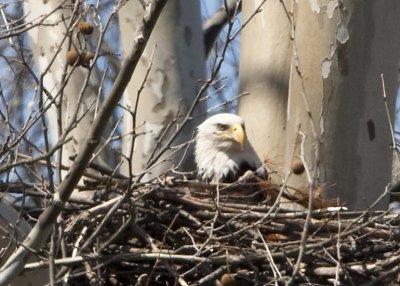 NESTING EAGLE AT STARVE HOLLOW