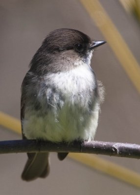 EASTERN PHOEBE