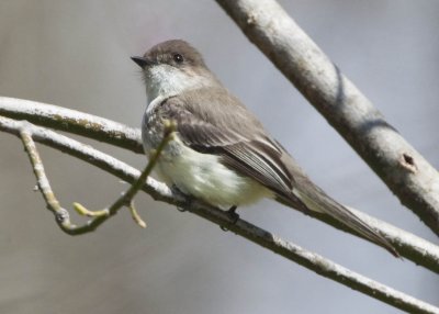 EASTERN PHOEBE