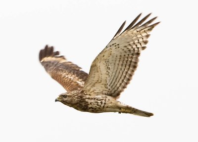 BANDED HAWK FLYOVER