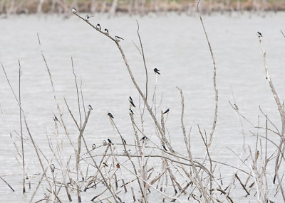 TREE SWALLOWS