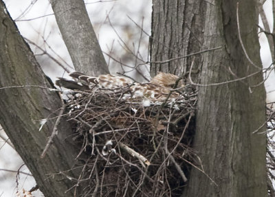 4/14/09 - FEMALE HAWK IS ON THE NEST IN '09