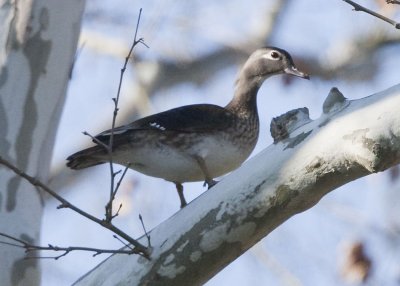 WOOD DUCK