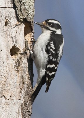 DOWNY WOODPECKER - BANDED