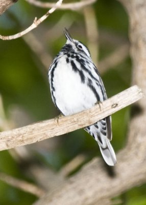 BLACK & WHITE WARBLER