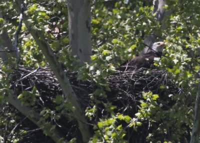 5/12 Adult Bald Eagle on the Nest