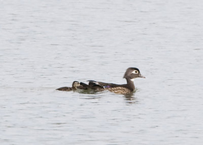 WOOD DUCK WITH 2 CHICKS