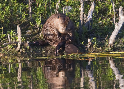 BEAVER