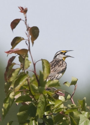 EASTERN MEADOWLARK