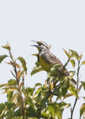 EASTERN MEADOWLARK