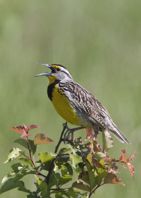 EASTERN MEADOWLARK