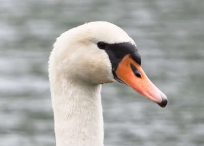 MUTE SWAN