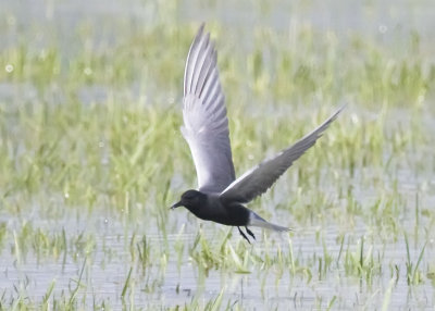 BLACK TERN