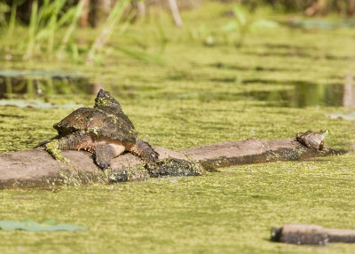 SNAPPING TURTLE & FROG