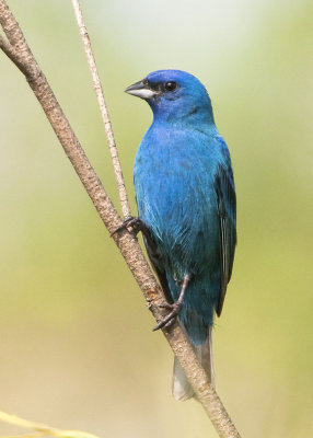 INDIGO BUNTING