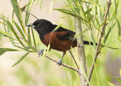 ORCHARD ORIOLE