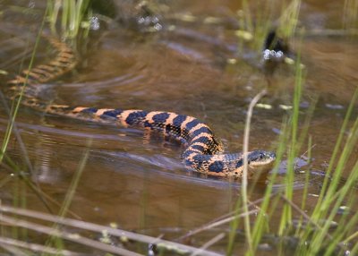 NORTHERN WATER SNAKE