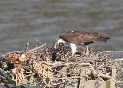 THREE OF FOUR OSPREY CHICKS EAT AS 4TH WATCHES