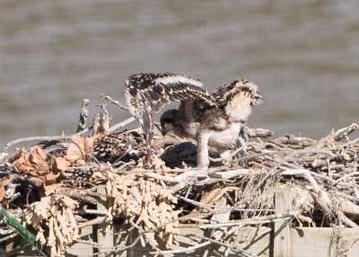 OSPREY CHICK EXERCISES WINGS