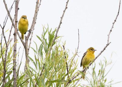 ORCHARD ORIOLES