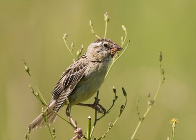 BOBOLINK