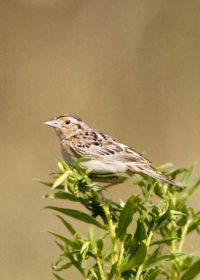 GRASSHOPPER SPARROW