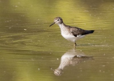 SOLITARY SANDPIPER