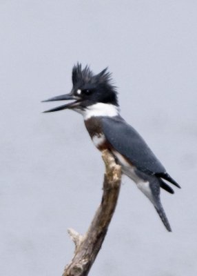 BELTED KINGFISHER