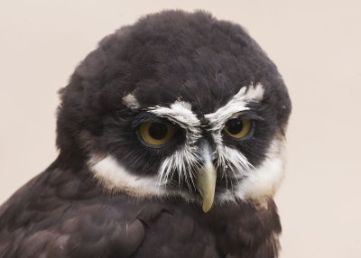 SPECTACLED OWL