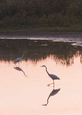 GREAT EGRETS - THE OXBOW AT DUSK