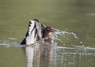 GREEN HERON