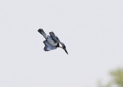 BELTED KINGFISHER DIVES FOR A FISH IN JUNO POND